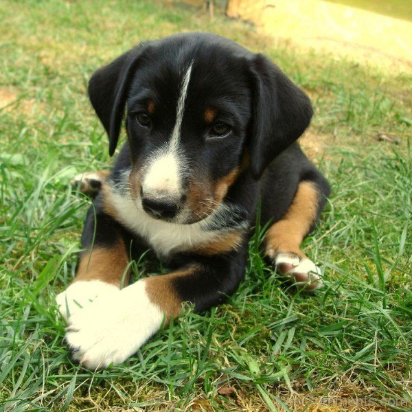 Puppy Of Appenzeller Sennenhund DogADB02130-Dc69629