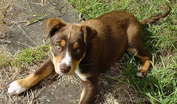 Puppy Of Australian Kelpie-ADB65DB18DC0DC18