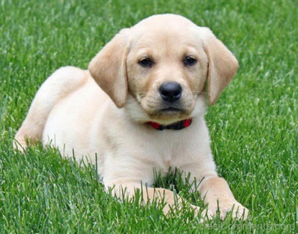 Puppy Of Labrador Retriever-id116