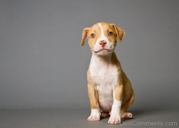 Puppy Pit Bull-DC088