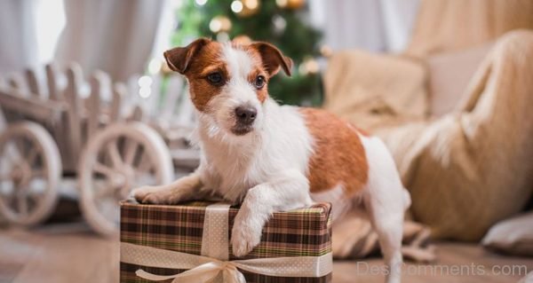 Puppy With Gift