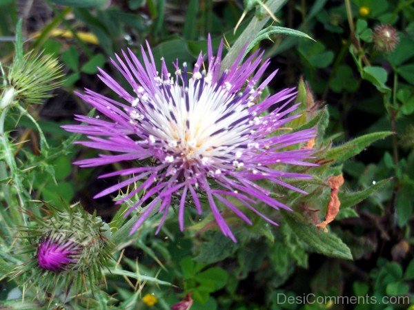 Purple Galactites Tomentosa Flower-tub2329DC0726