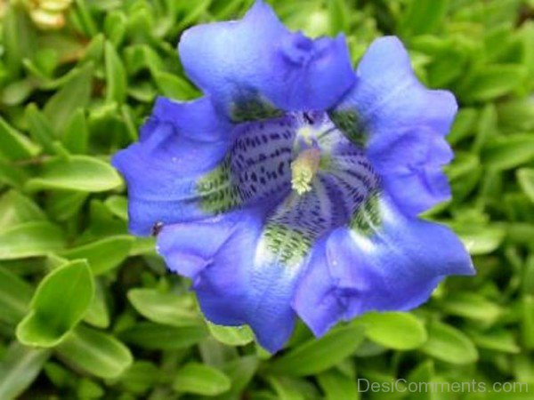 Pyrenean Trumpet Gentian Flower Picture-nba520DC0903