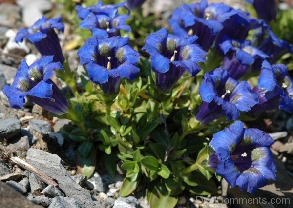 Pyrenean Trumpet Gentian Image