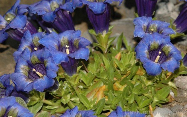 Pyrenean Trumpet Gentian Photo