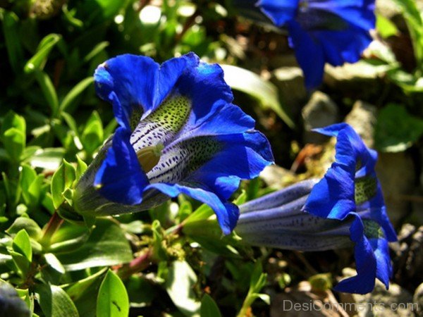 Pyrenean Trumpet Gentian Picture