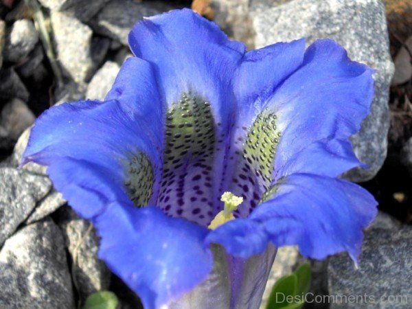 Pyrenean Trumpet Gentian