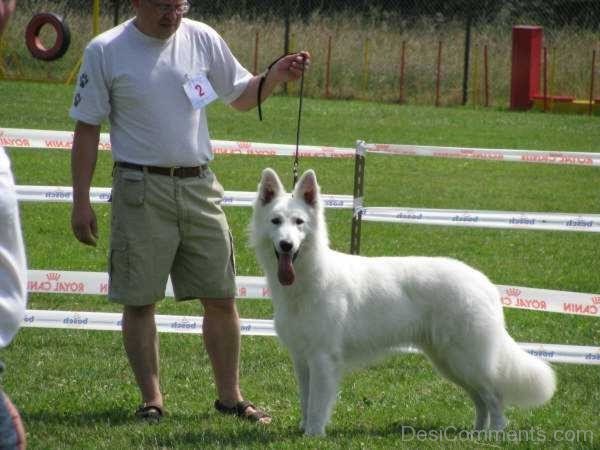 Racing Berger Blanc Suisse Dog-ADB96315DC90DC16