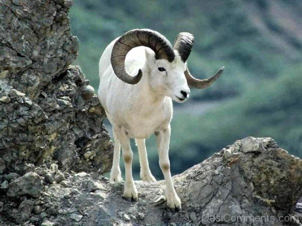 Ram Animal On Hill-db12