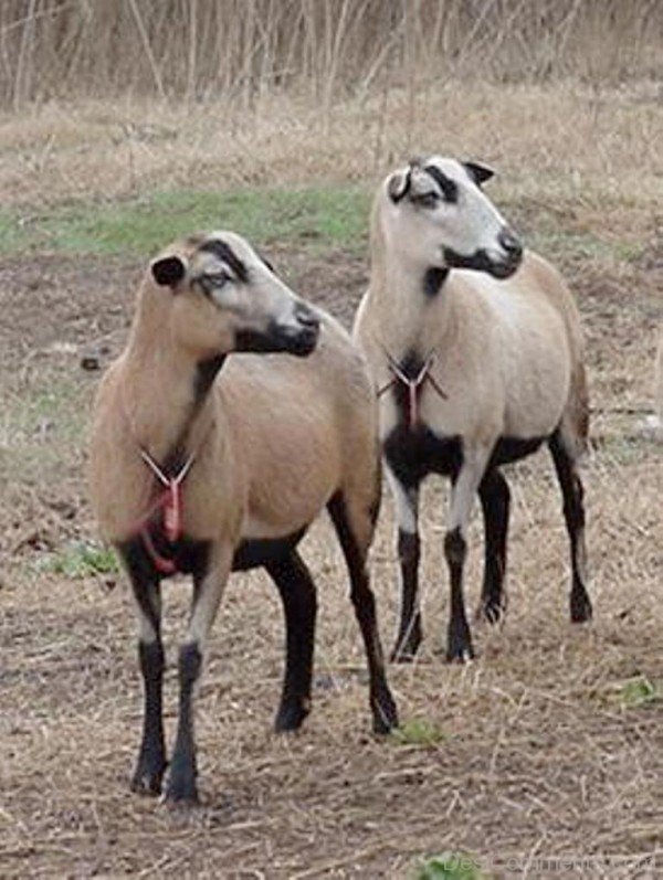 White Ram Animals - DesiComments.com