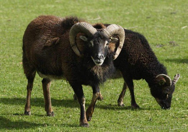 Ram Animals Eating Grass