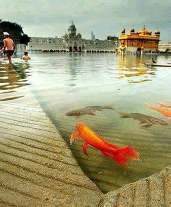 Rear Pic Of Golden Temple-DC123