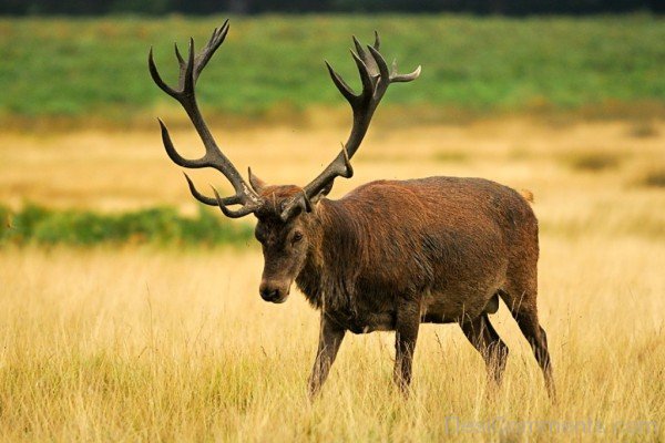 Red Deer In Dry Place-db324