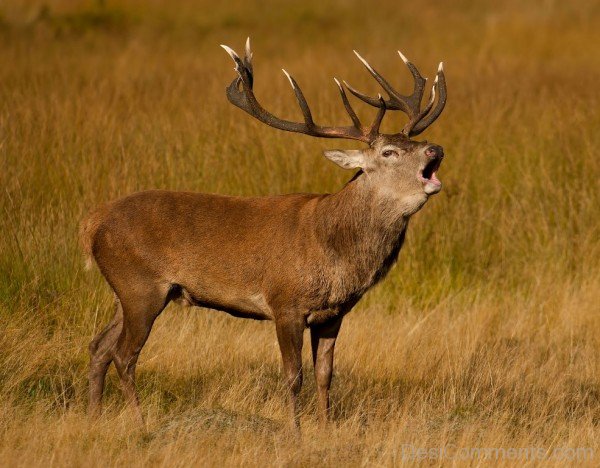 Red Deer In Dry-db325