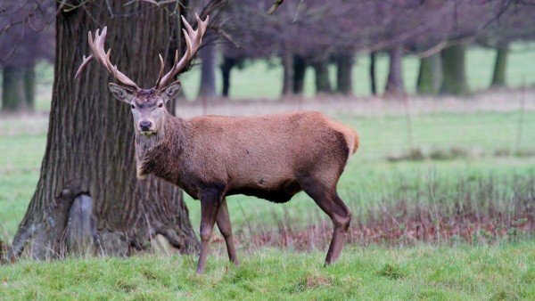 Red Deer In Field-db326