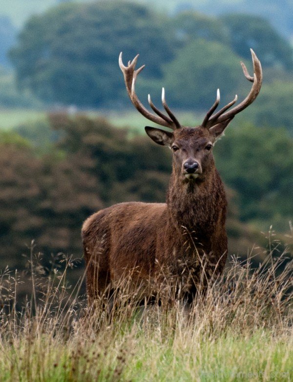 Red Deer In Forest-db327
