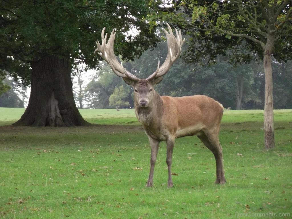 Red Deer Is Standing In Ground.