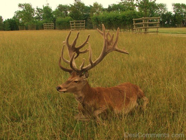 Red Deer Sitting In Field-db333