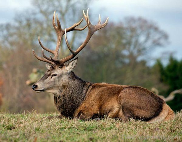 Red Deer Sitting In Forest-db334