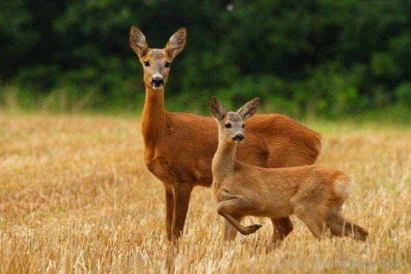 Red Deer With Baby-db338