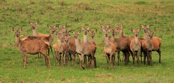 Red Deers Herd-db341