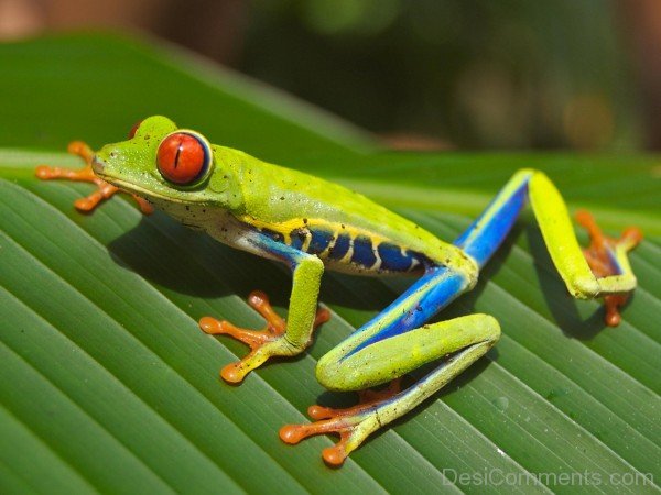 Red Eyed Tree Frog