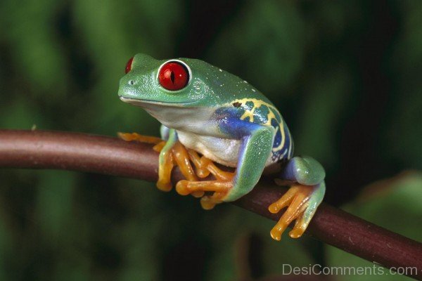 Red Eyed Tree Frog Image