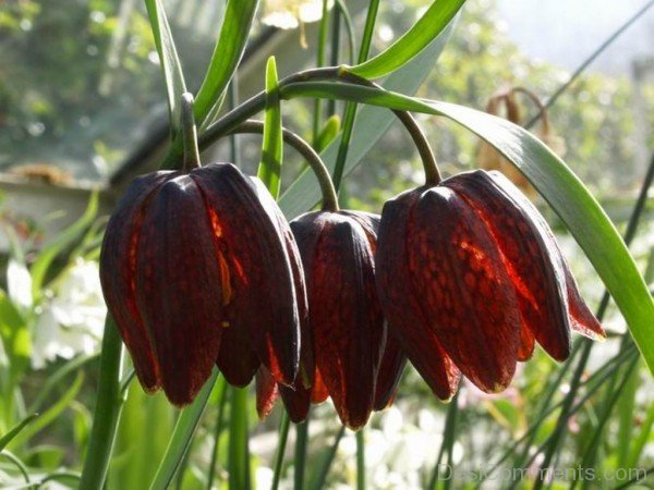 Red Fritillaria Montana Flowers