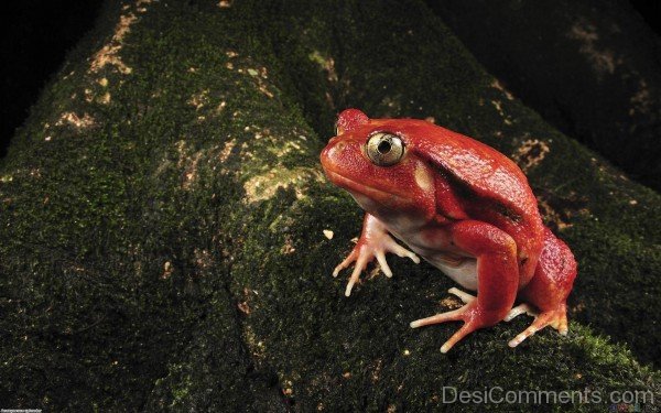 Red Frog