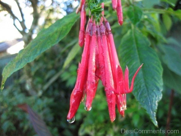 Red Fuchsia Boliviana Flowers-bgh5628DCDESI24