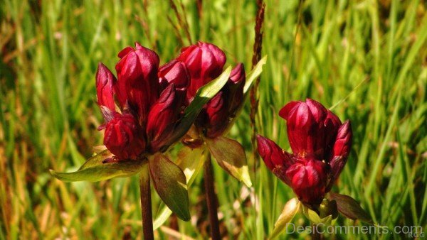 Red Gentiana Purpurea Flowersaaj232DC0219