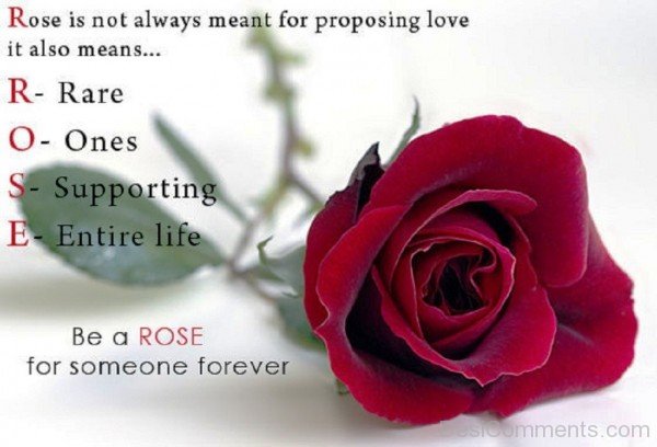 Rose Is Not Always Meant For Proposing Love