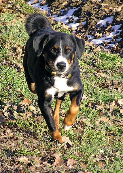 Running Appenzeller Sennenhund