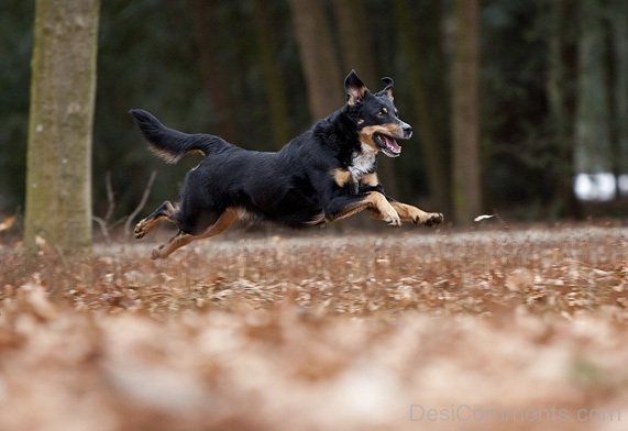 Running Austrian Pinscher Dog
