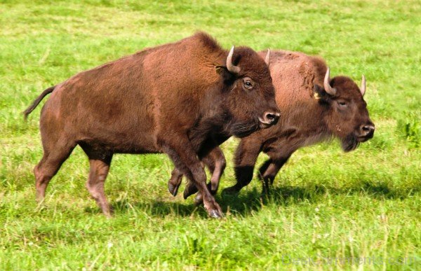 Running Bisons