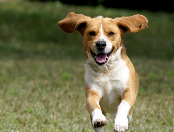 Running Dog Image