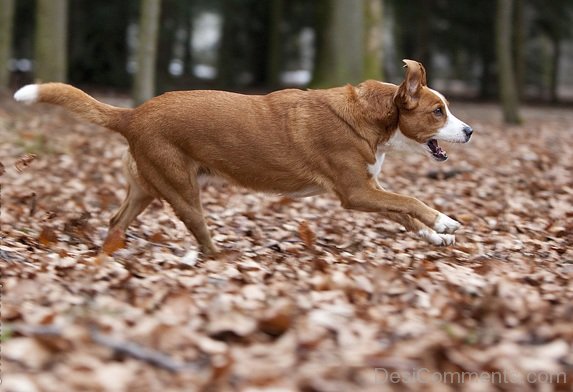 Running Pinscher Dog