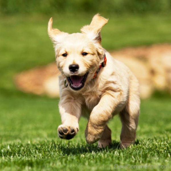 Running Puppy