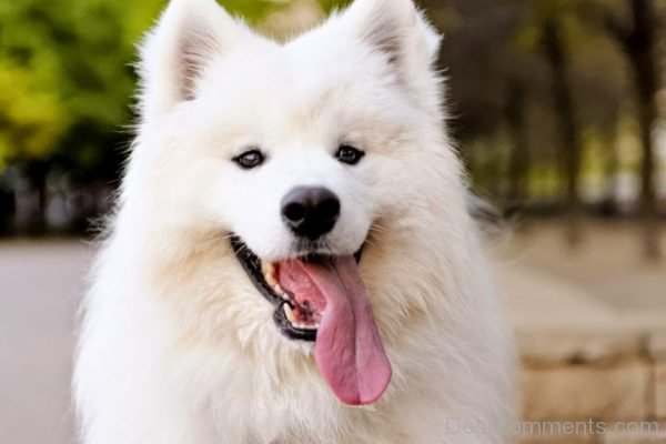 Samoyed Dog