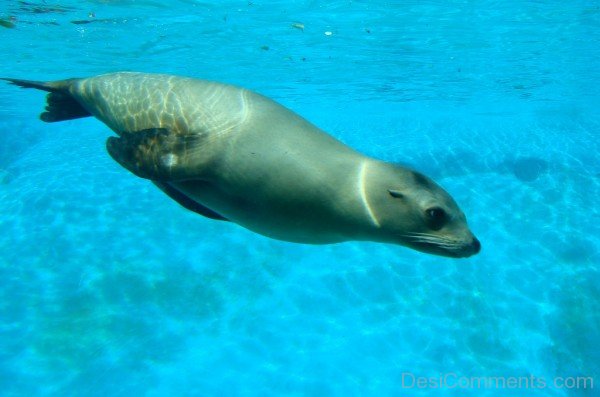 Sea Lion In Sea-db121