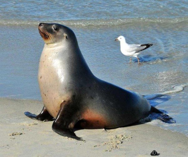 Sea Lion On Sea-db127