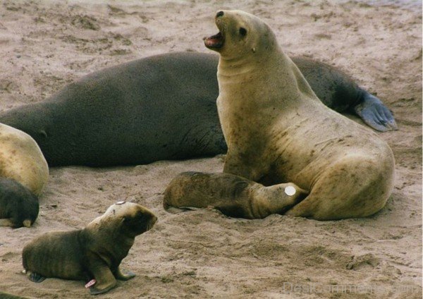 Sea Lion With Baby Sea Lion-db132
