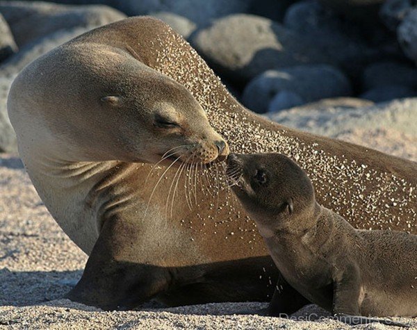 Sea Lion With baby-db133