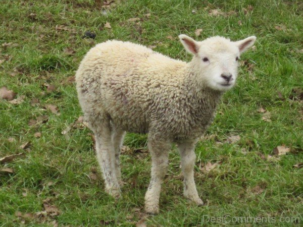 Sheep Baby