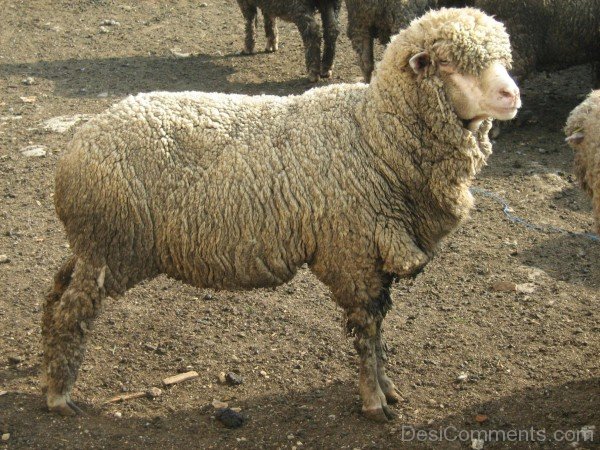 Sheep-DC021431