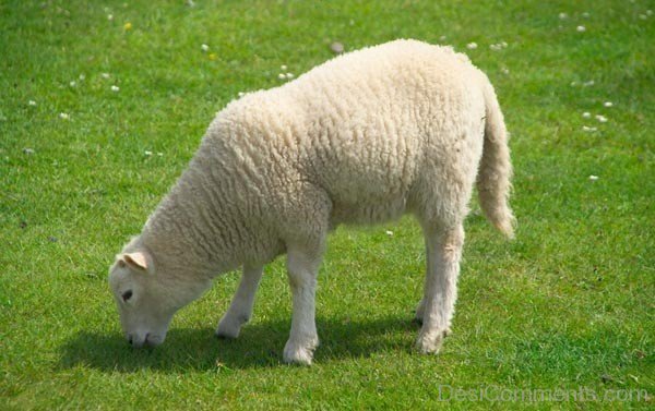 Sheep Eating Grass