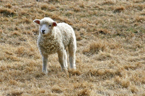 Sheep In Dry