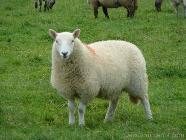 Sheep On Grass-DC021415