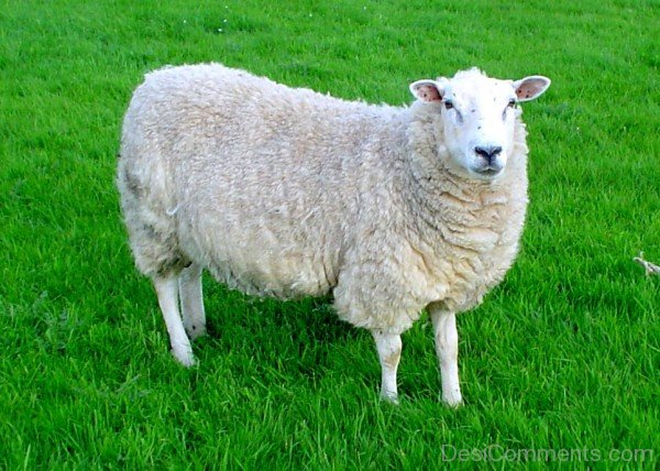 Sheep On Green Grass-DC021414