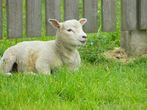 Sheep Sitting-DC021412